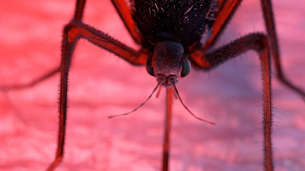 Dengue. Fuente: (Twitter)