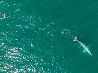 Rescatistas buscan a ballena gris atrapada en una red