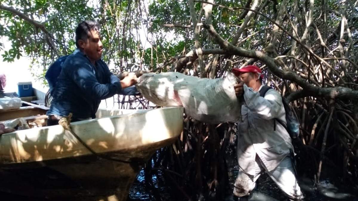 Limpieza del crudo derramado en la Laguna del Ostión, en Veracruz
