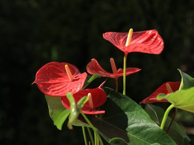 Plantas: cómo curar a tu Anturio de este hongo si lo llegas a ver en las hojas