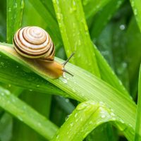 No dejes que los caracoles devoren todas tus plantas: mirá cómo ahuyentarlos de forma segura, natural y efectiva