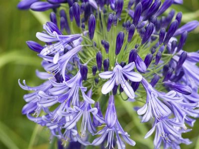 El truco que no falla para que tu Agapanthus dé abundantes flores siempre