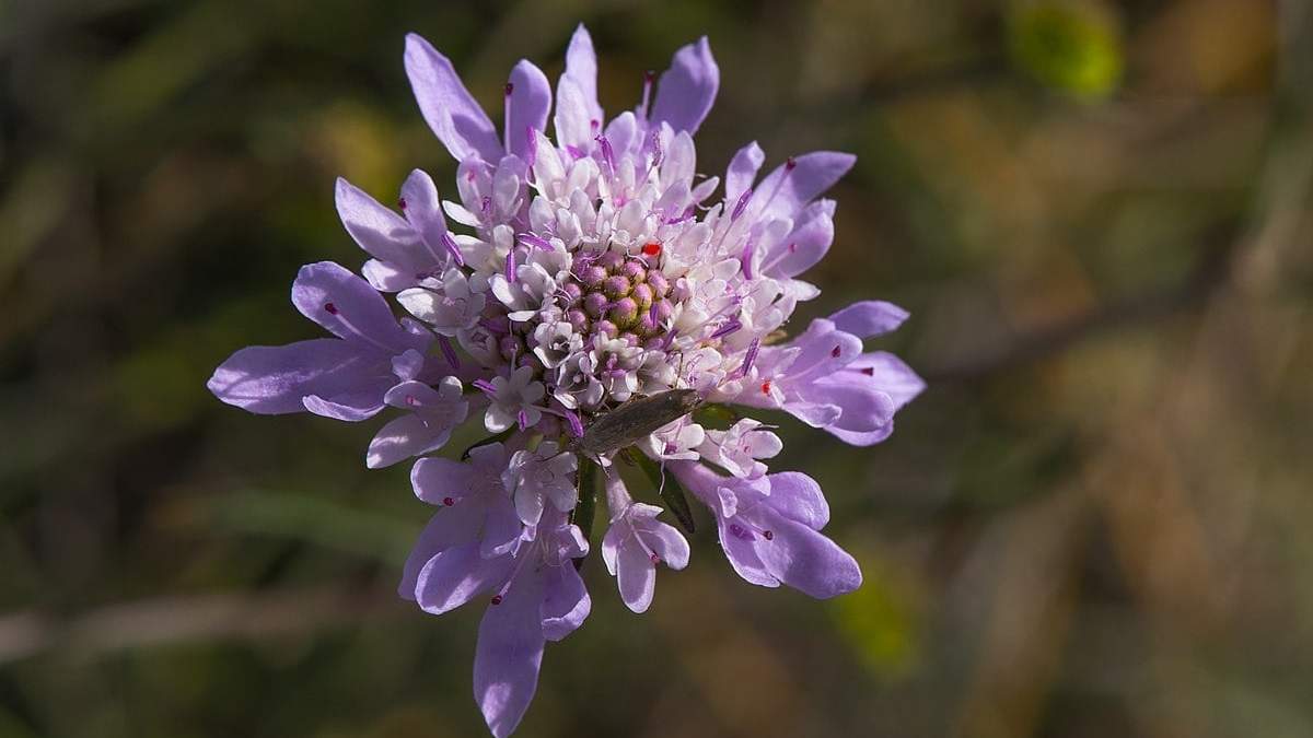 Scabiosa atropurpurea. Fuente:(X).