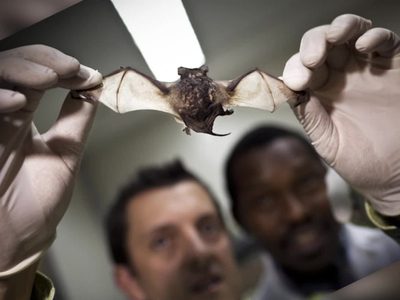 Unas 400 mil personas al año se contagian de distintos coronavirus provenientes de murciélagos