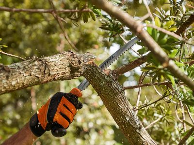 Aprovechá para recoger ramas secas de los árboles: creá esta hermosa decoración para tu pieza inspirada en el otoño