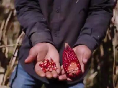 Presentan documental “Semillas de Soberanía” sobre la lucha contra maíces genéticamente modificados