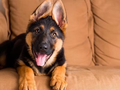 Curiosidades sobre el ovejero alemán, el perro más inteligente y leal