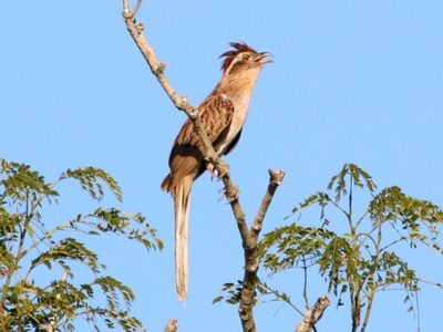 Curiosidades sobre el Crespín: el ave con canto triste que dio origen a la popular leyenda