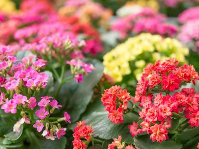 La planta que florece mucho, vive años y casi no necesita cuidados: mirá dónde podés ponerla