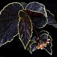La planta de pocos cuidados, con hojas y flores llamativas que promete ser furor durante el 2025
