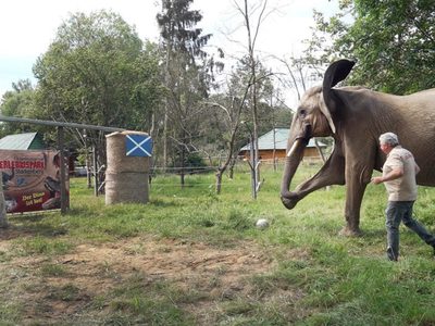 Eurocopa 2024: Elefante africano Bubi predice que Alemania ganará su duelo inaugural