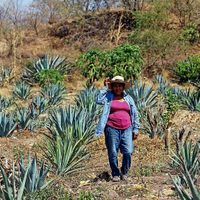 Guerrero: Las maestras del mezcal claman por ayuda