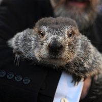 ¿Cuánto más durará el invierno? Esto fue lo que predijo Phil en el Día de la Marmota