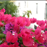 Así de fácil podés propagar tu planta de Buganvilla en maceta y que tu casa se llene de flores