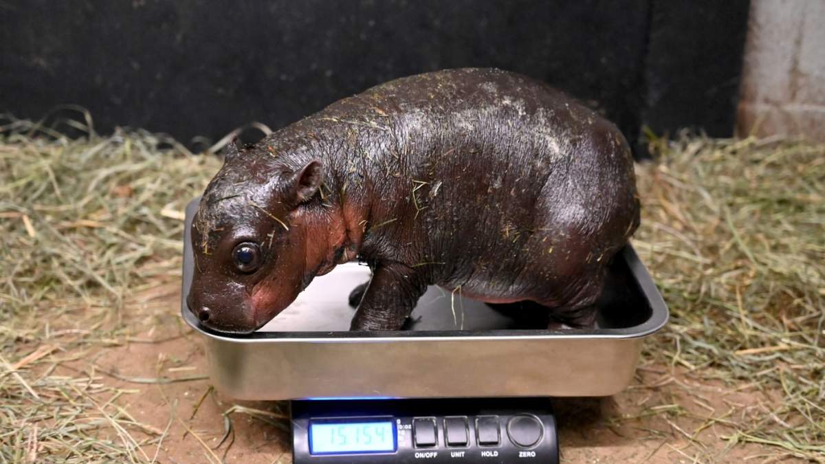 Esta fotografía proporcionada por el Zoológico Metropolitano de Richmond muestra una cría de hipopótamo pigmeo durante una revisión veterinaria el 14 de diciembre de 2024, en Moseley, Virginia