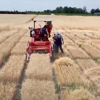 México, sin una política sostenible en seguridad alimentaria: FAO