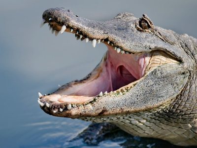 Rescatistas limpian y cepillan los dientes a 33 lagartos tras derrame de petróleo en Estados Unidos