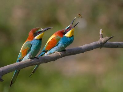 No es el hornero: el ave que pierde el pico para construir su nido y se luce cazando insectos mientras vuela