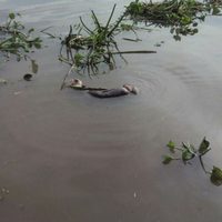 Suman 10 los cuerpos encontrados en límites entre Jalisco y Michoacán