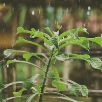 Las plantas que resisten muy bien el frío y las lluvias: cómo tenés que cuidarlas