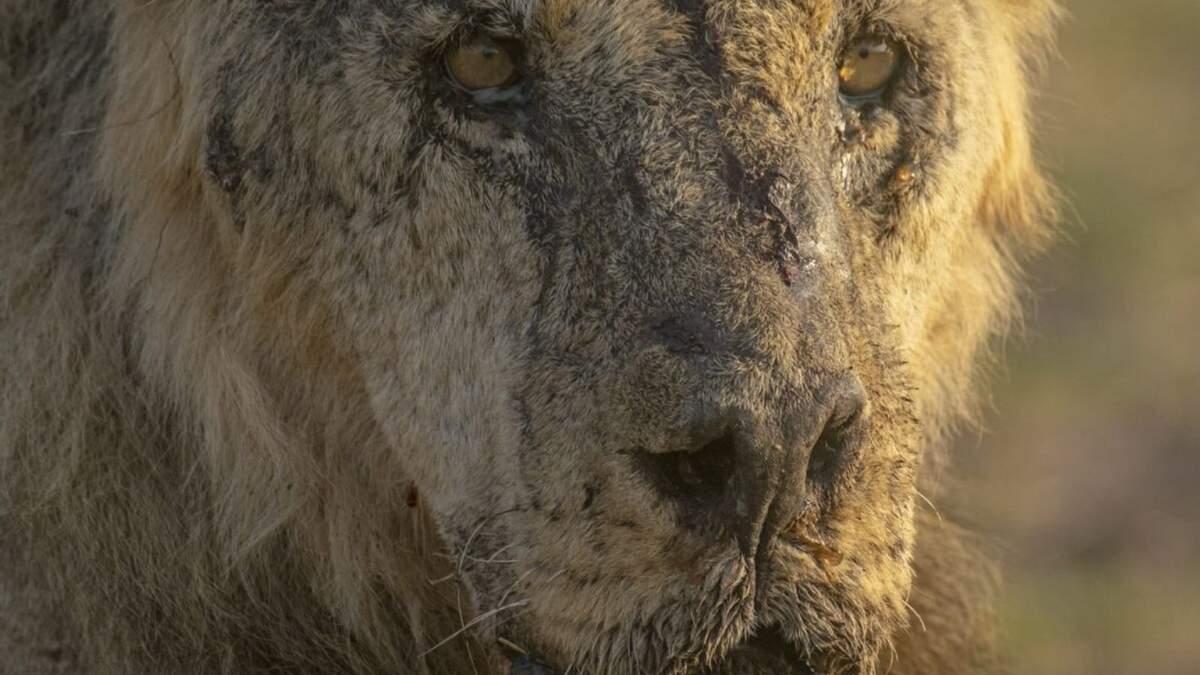 Loonkiito, uno de los leones más viejos de Kenia en vida silvestre, en el Parque Nacional Amboseli