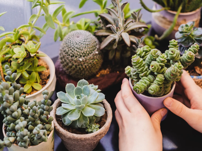 Si querés rodearte de la mejor vibra, estas son las plantas más poderosas para tener en tu hogar