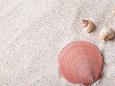 Desempolvá los caracoles de playa que tenés en casa: así podés decorar tu espejo súper lindo y con un estilo marino