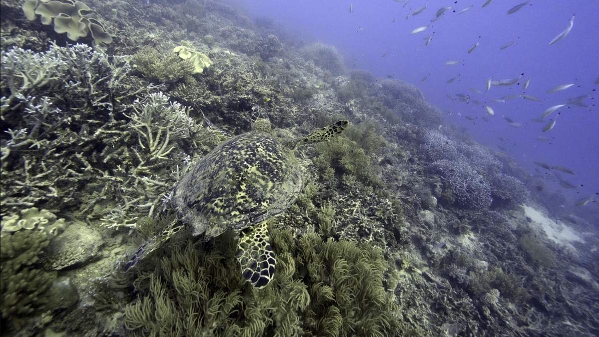 Una tortuga marina nada sobre corales en el Arrecife Moore en el Territorio Marino de Gunggandji, en la costa de Queensland, Australia oriental, el 13 de noviembre de 2022. Por primera vez, los miembros de Naciones Unidas acordaron un tratado unificado el sábado 4 de marzo de 2023 para proteger la biodiversidad en alta mar, que supone casi la mitad de la superficie del planeta