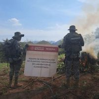 Marina destruye plantío con seis toneladas de mariguana en Culiacán atribuida a “Los Chapitos”