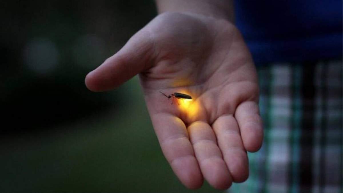 El uso de pesticidas también afecta a estos insectos