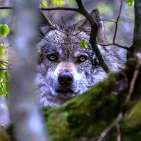 Efemérides: cada 3 de marzo se honra mundialmente la vida silvestre