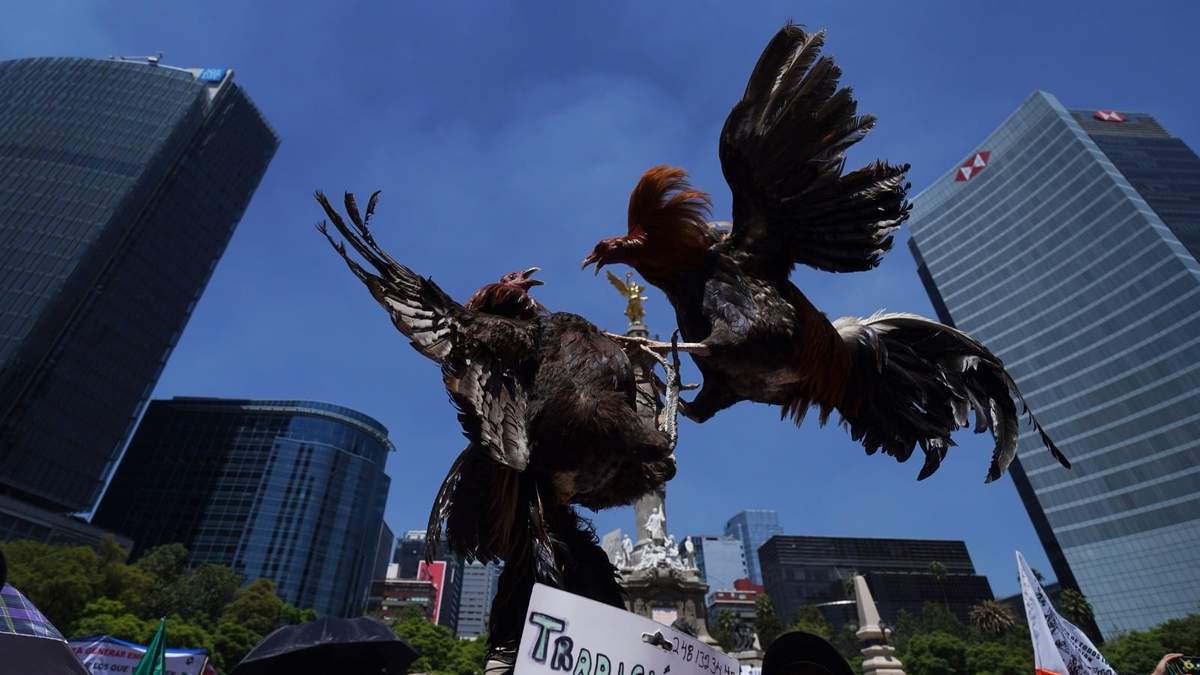 Galleros de toda la república marcharon del Ángel de la Independencia al Zócalo