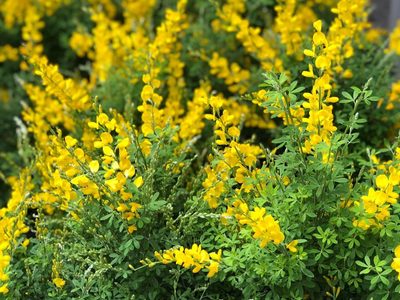El arbusto pequeño que casi no tenés que regar y deja un riquísimo aroma a limón en tu jardín