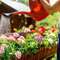 Regá tus plantas con este ingrediente de cocina para estimular su crecimiento y floración