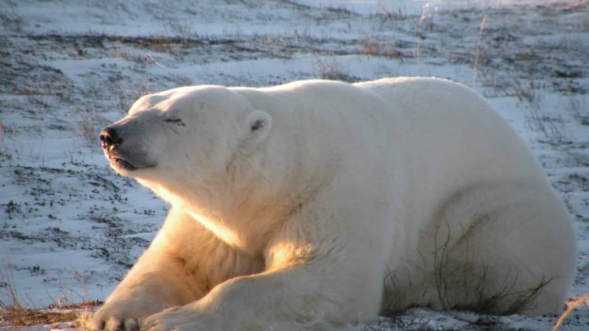 Oso polar en Churchill. Fuente: (Instagram)