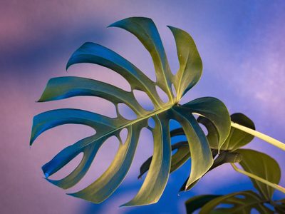 Conocé las plantas que son perfectas para tener en casa porque atraen energía positiva