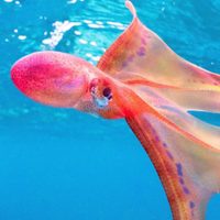 El insólito avistamiento de un pulpo manta en Australia: “Bailaba en el agua”