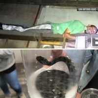 Metro de la CDMX: Ladrón de cables es detenido y una víbora cascabel fue decomisada