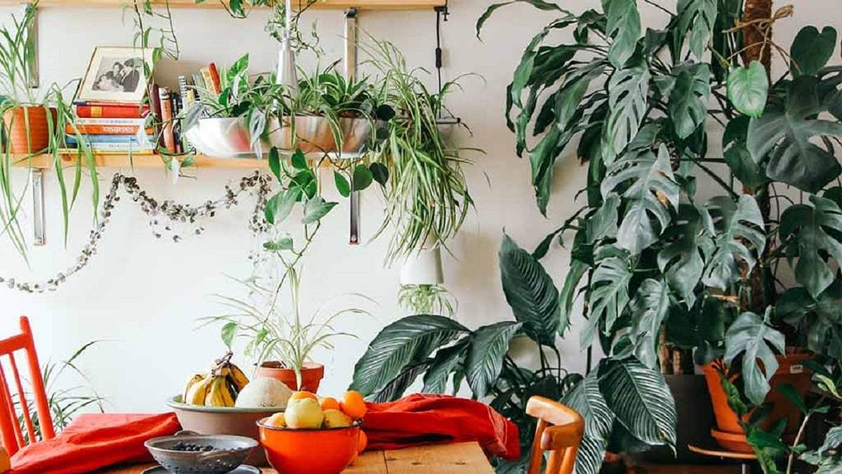Plantas. Fuente: (Instagram)