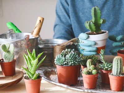 No las tengas en tu casa: cuáles son las plantas y suculentas que atraen la mala suerte