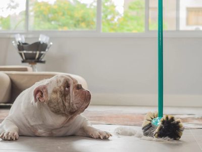 Cinco consejos infalibles para tener limpio el hogar cuando tenemos mascotas