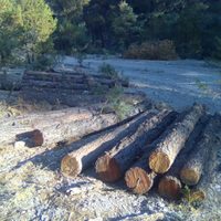 Denuncian tala irregular en Sierra Tarahumara ante confinamiento por covid-19