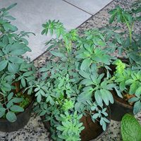 La planta considerada "mágica" y que no puede faltar en tu casa
