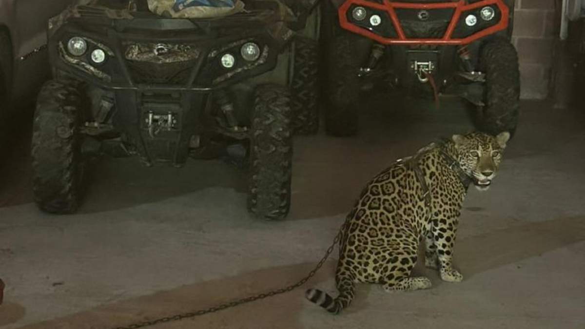 Un jaguar fue asegurado en Jalisco