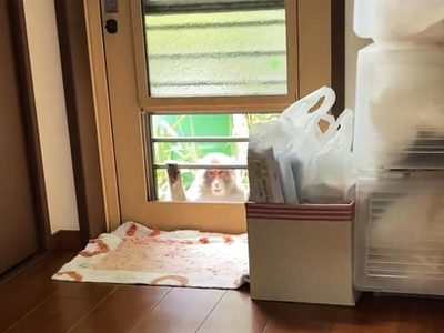 Monos agresivos atacan a personas, mordiéndolas y arañándolas, en Japón