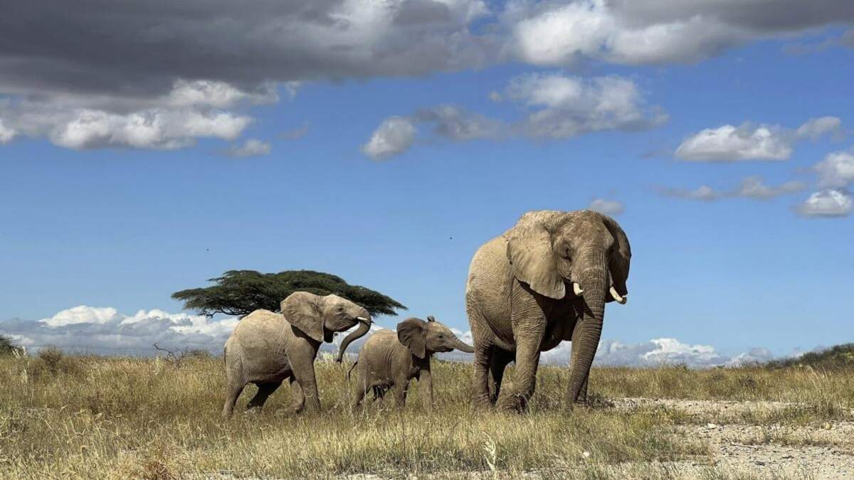 Elefantes africanos