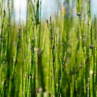 La planta que aguanta el frío y el calor, es fácil de cuidar y oro puro para tu salud y el cuidado de tu jardín