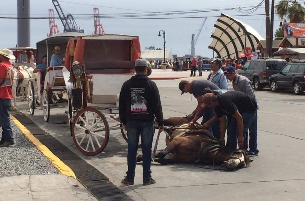 Un caballo que jalaba una calandria en Ensenada, BC, se desploma por agotamiento