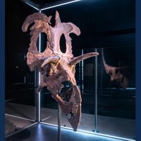 Descubren al “Lokiceratops rangiformis”, una nueva especie de dinosaurio de hace 78 millones de años