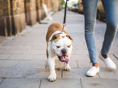Qué precauciones tomar si salís a pasear a tu mascota